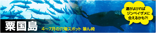 粟国島 筆ん崎へ遠征ダイビング 4～7月の穴場スポット